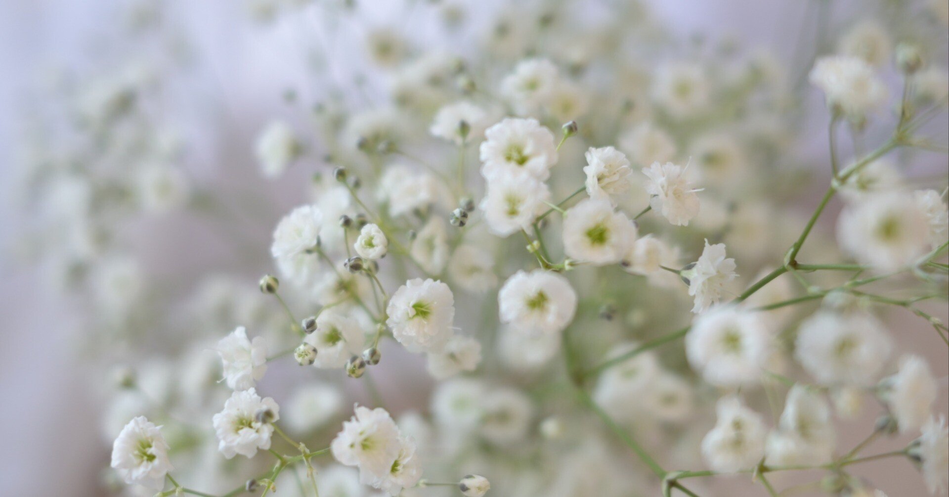 「子どものミカタ」花屋の向こう側