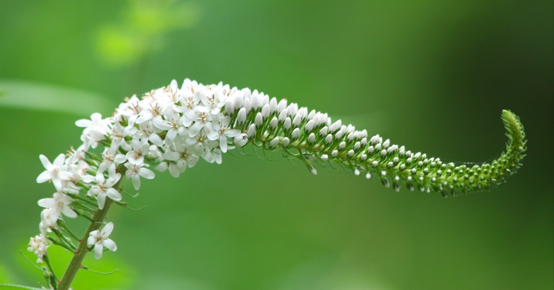 盆の花