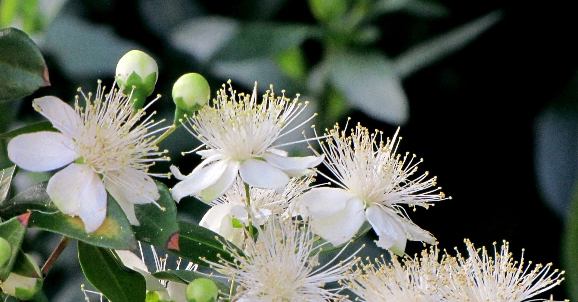 ギンバイカ（マートル）と花の古典