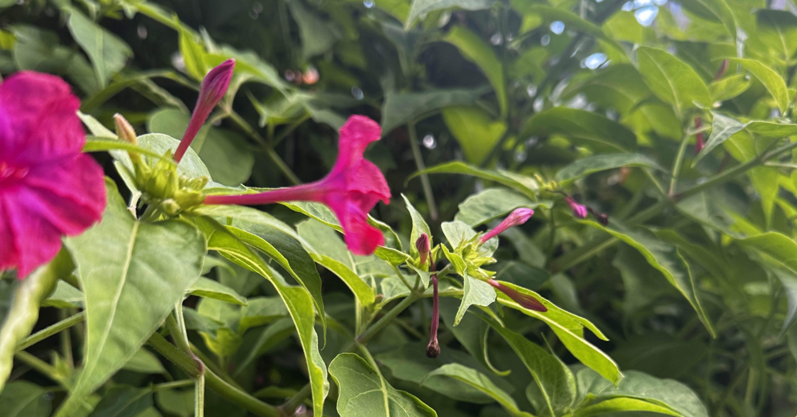 信号の青を忘れて白粉花