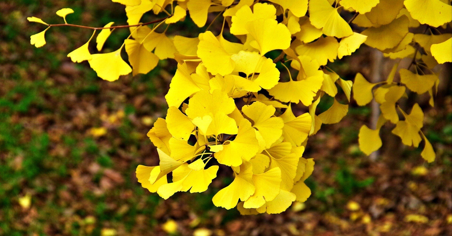 「銀杏の葉」Ginkgo Biloba