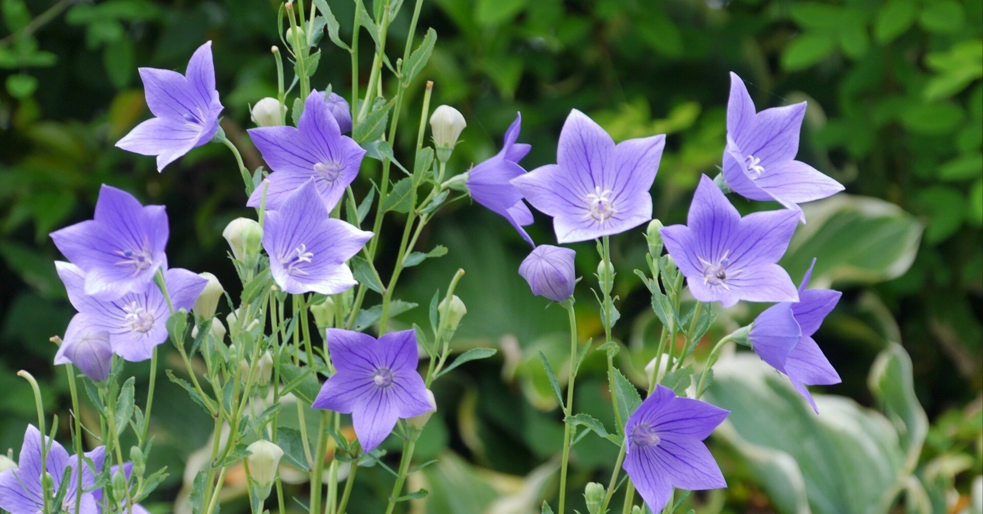 「知る喜び」花屋の向こう側