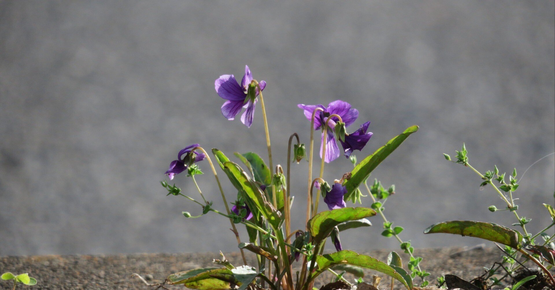 すみれの花咲く頃　