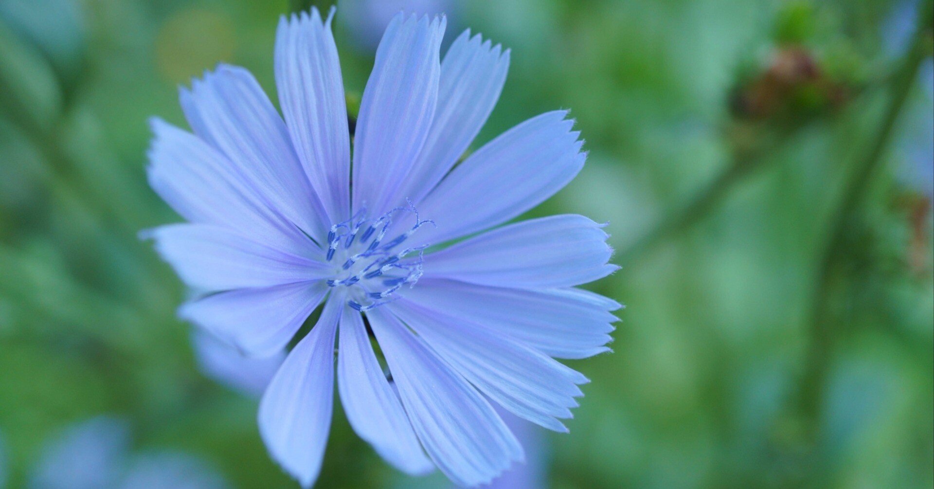 チコリの花は涙色