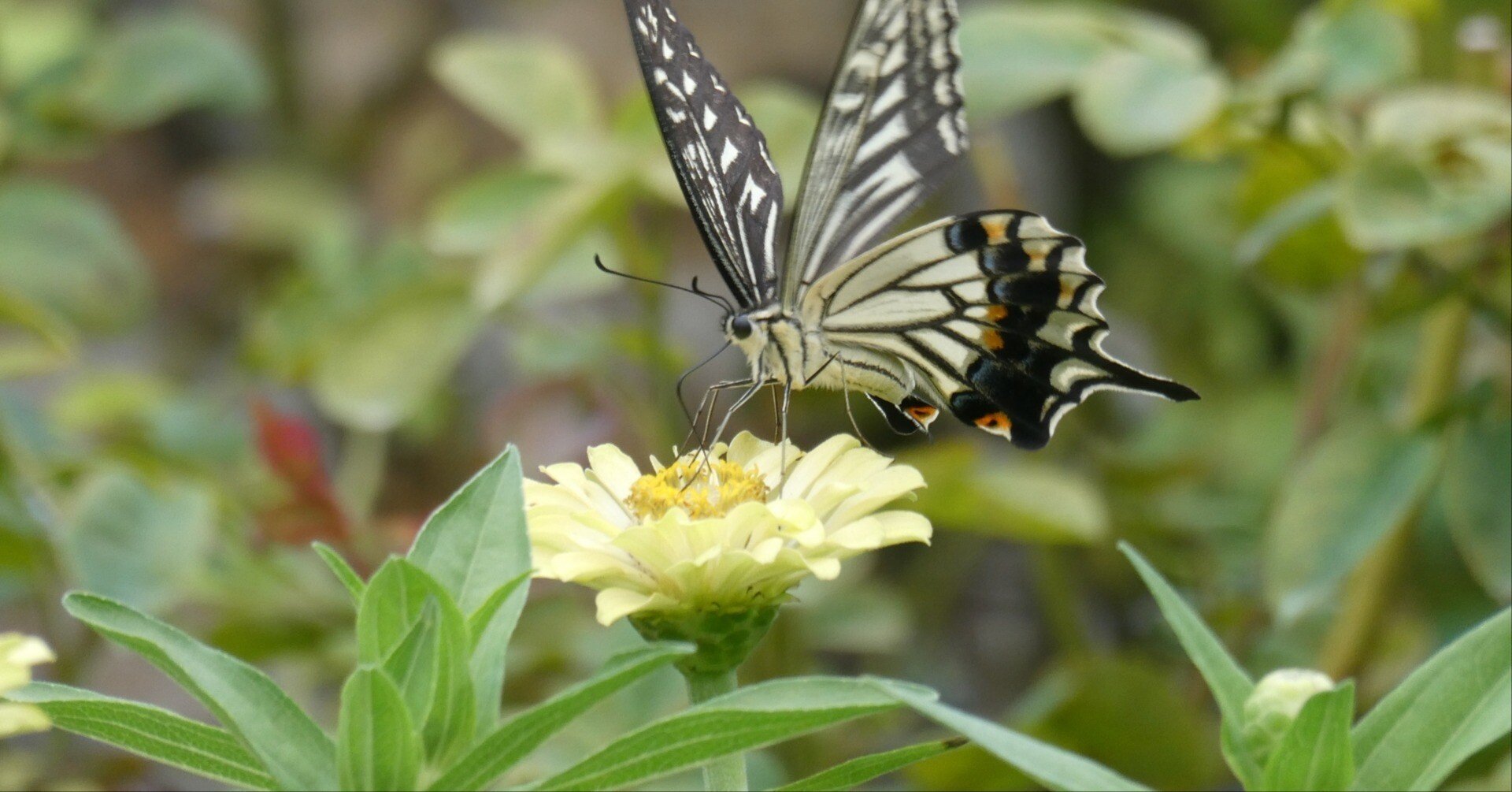 無心の花