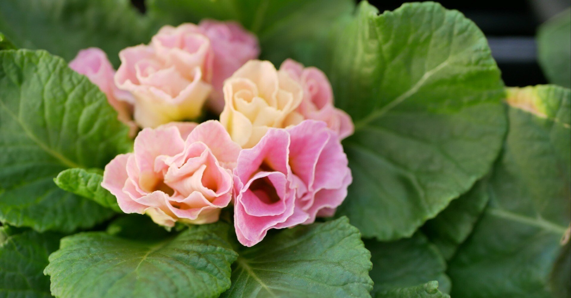 「わかる。ということ」花屋の向こう側