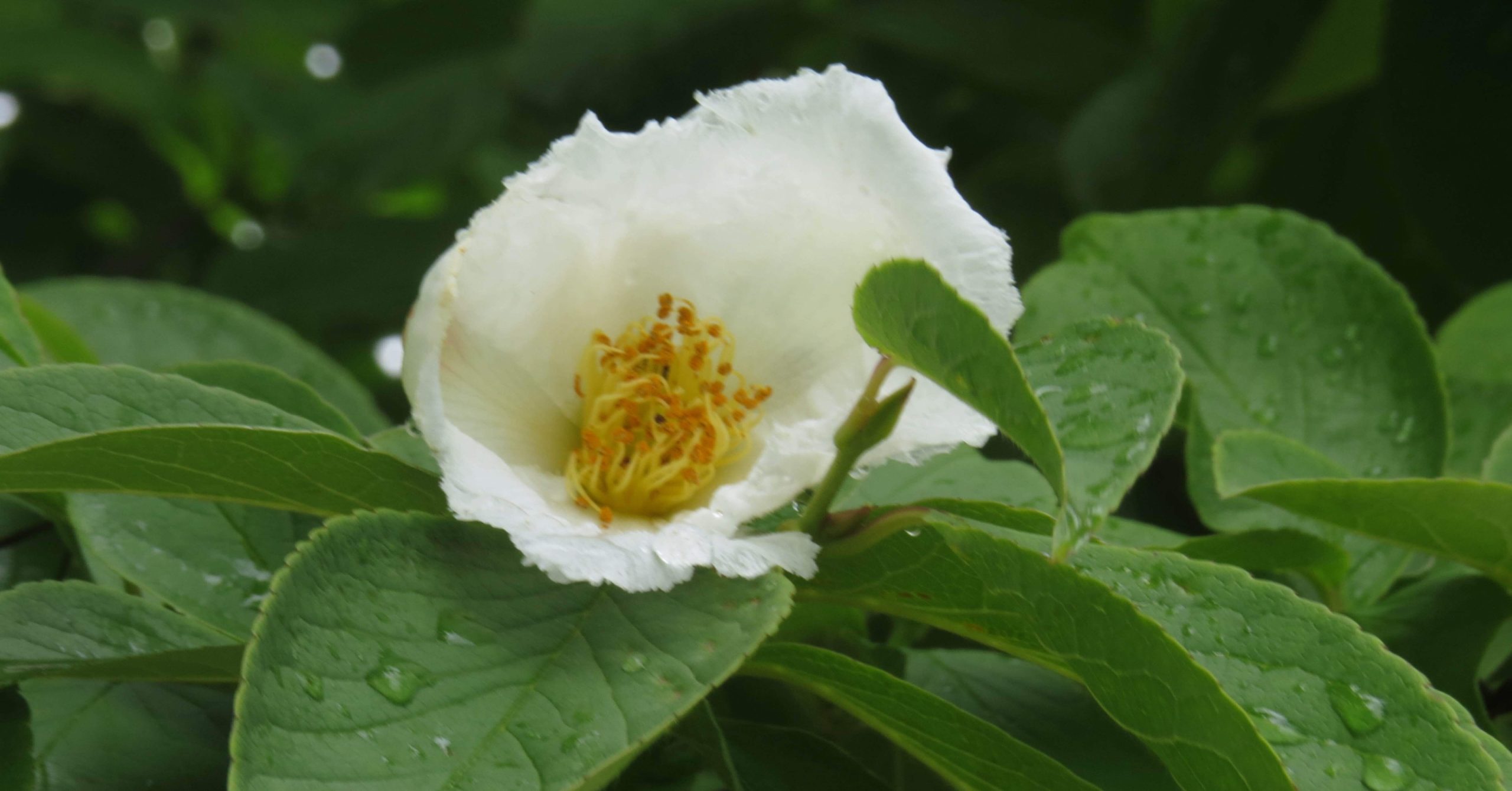 悩みの花