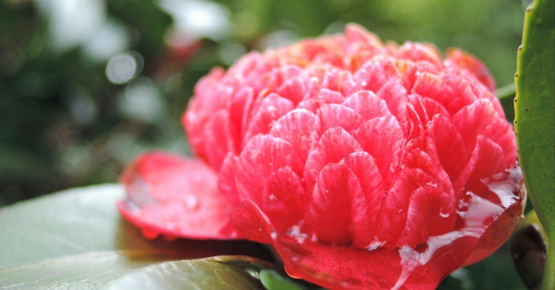 花の雨