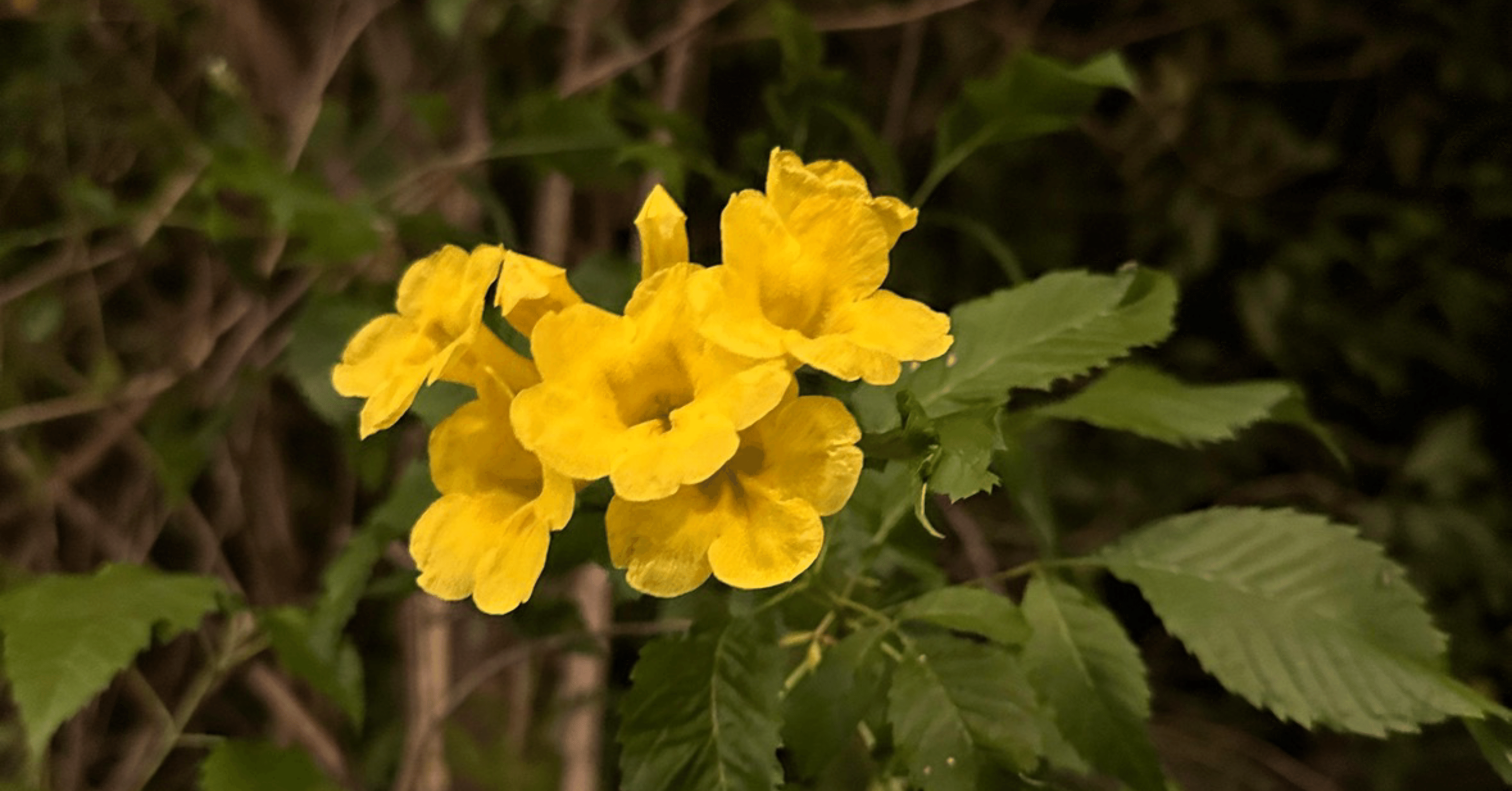 異国の花