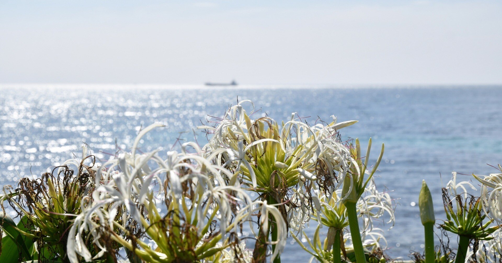 浜辺の歌