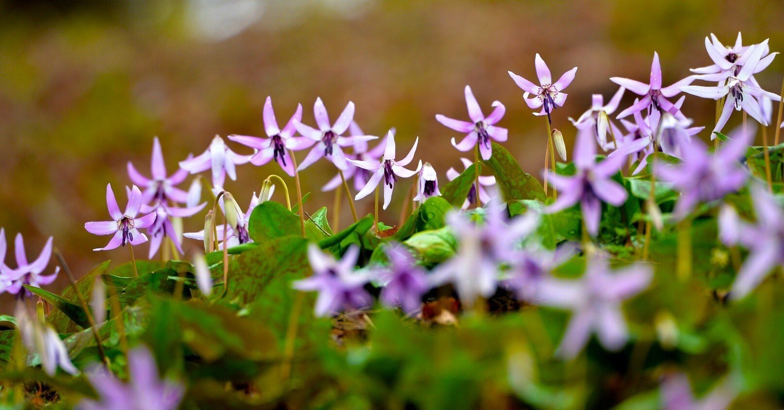 かたくりの花