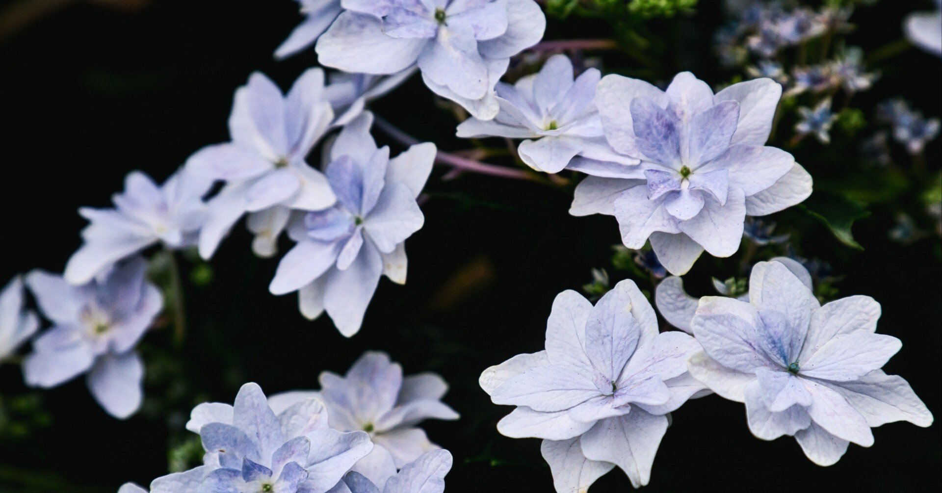 隅田の花火