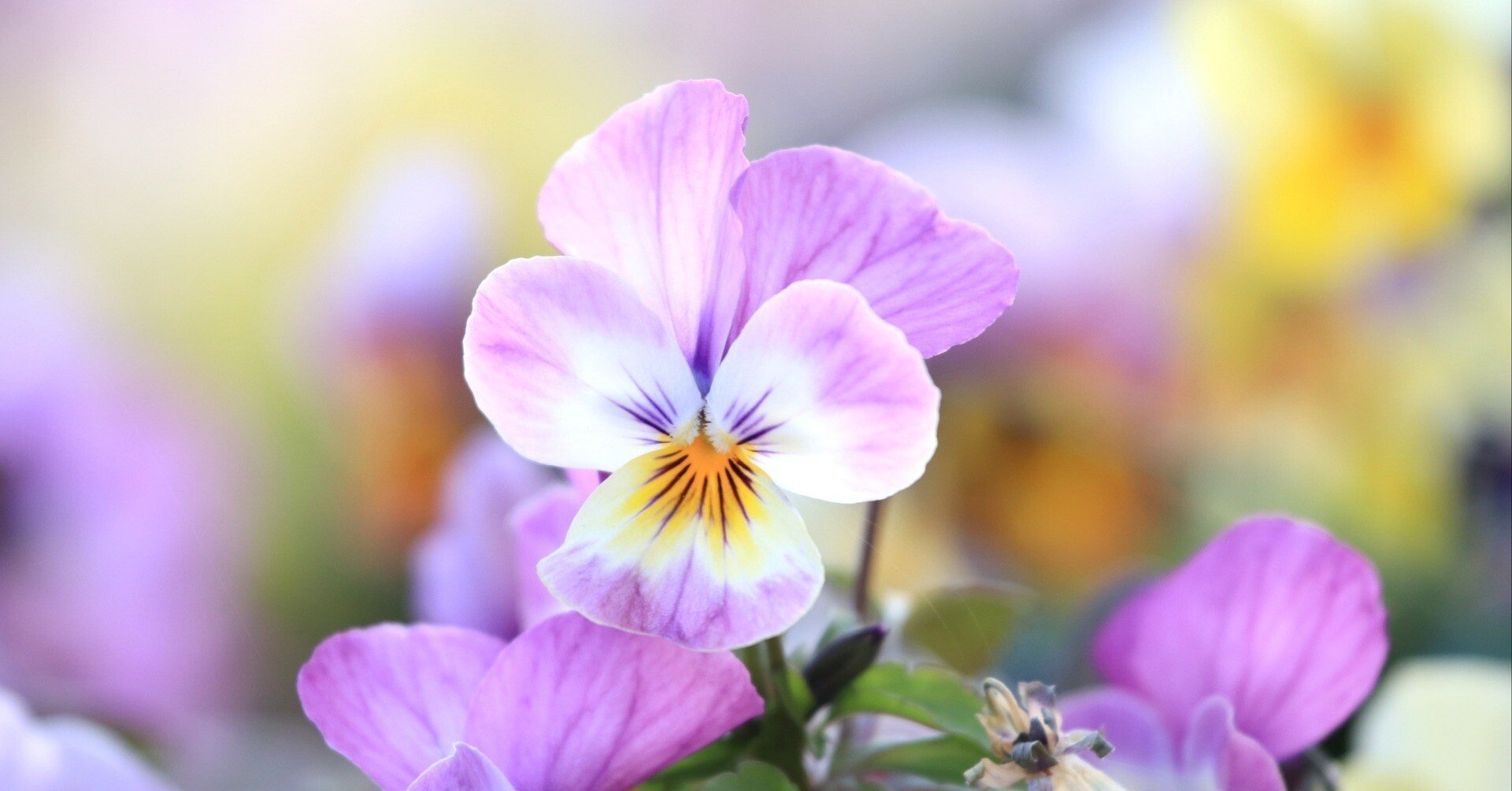 もの思いの花