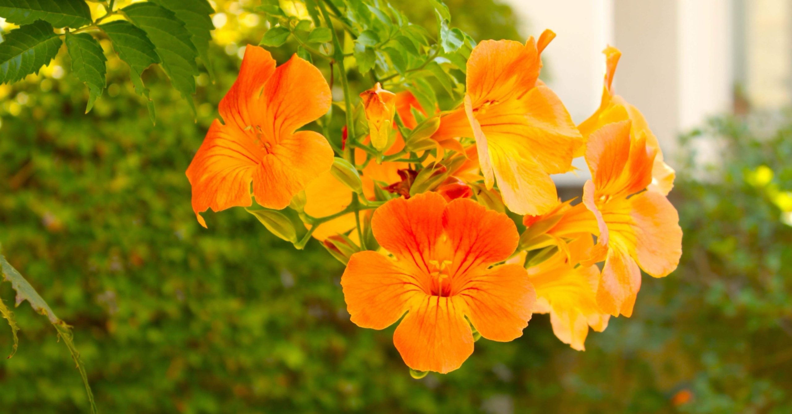 夏の終いの凌霄花