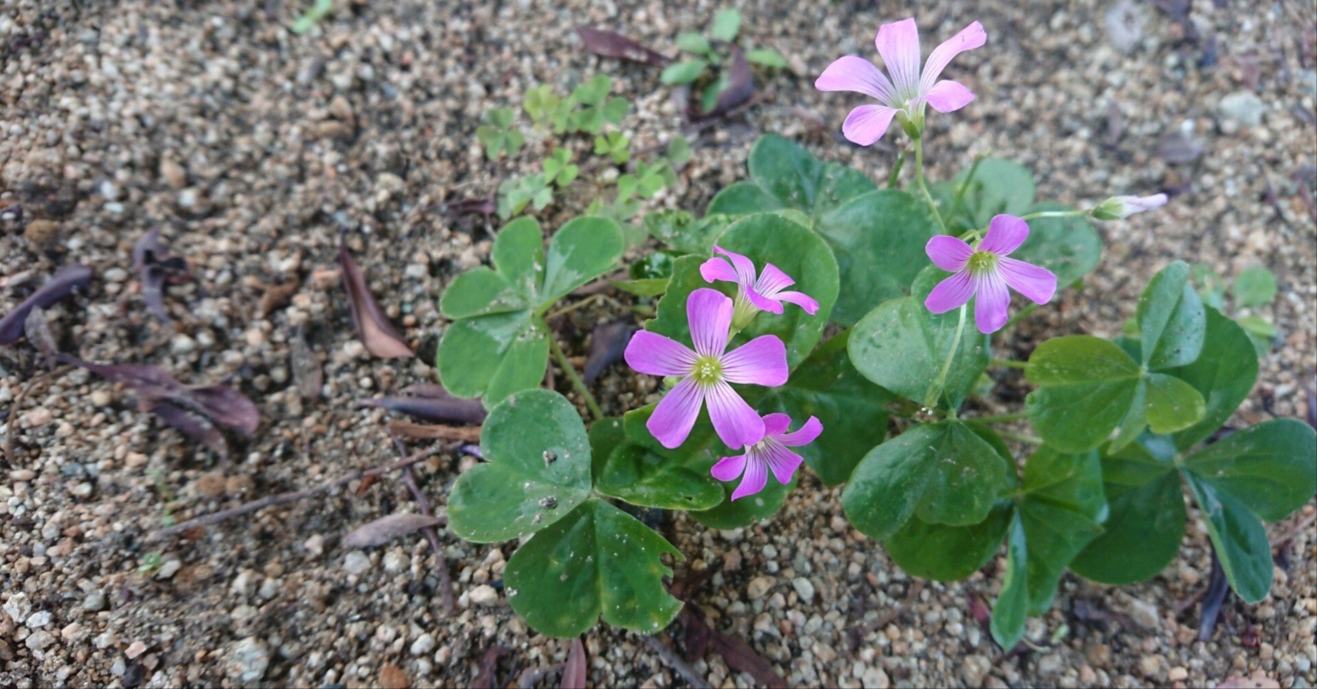 子どもと「つながり」花屋の向こう側