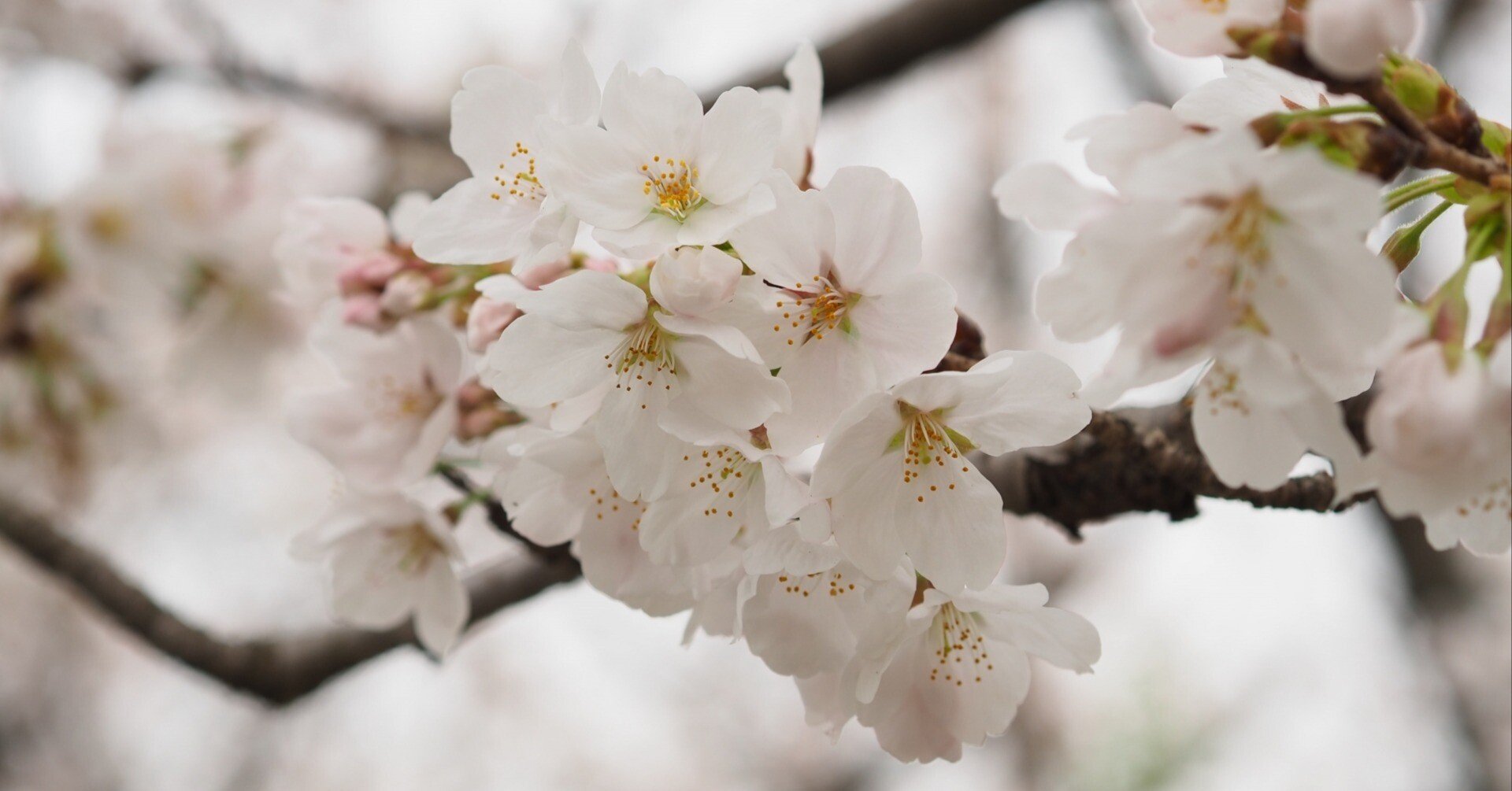 かの子と桜