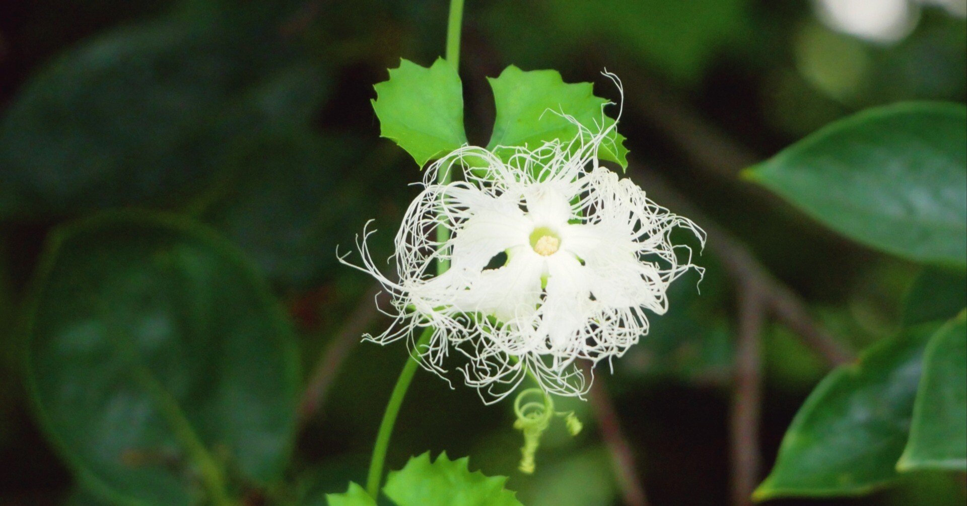 夜の花