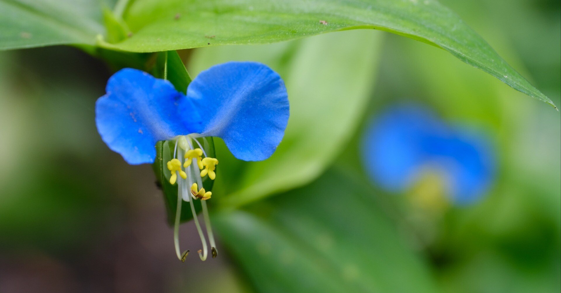 露草