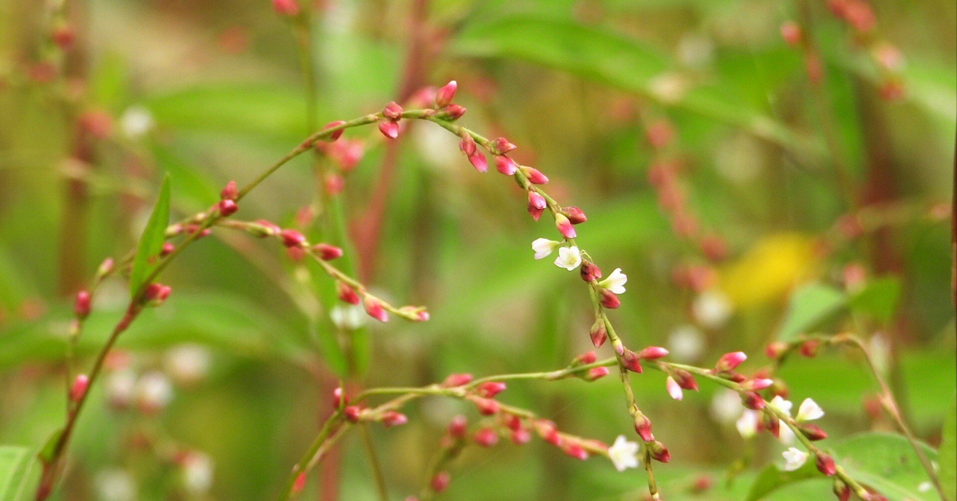 蓼食う虫も