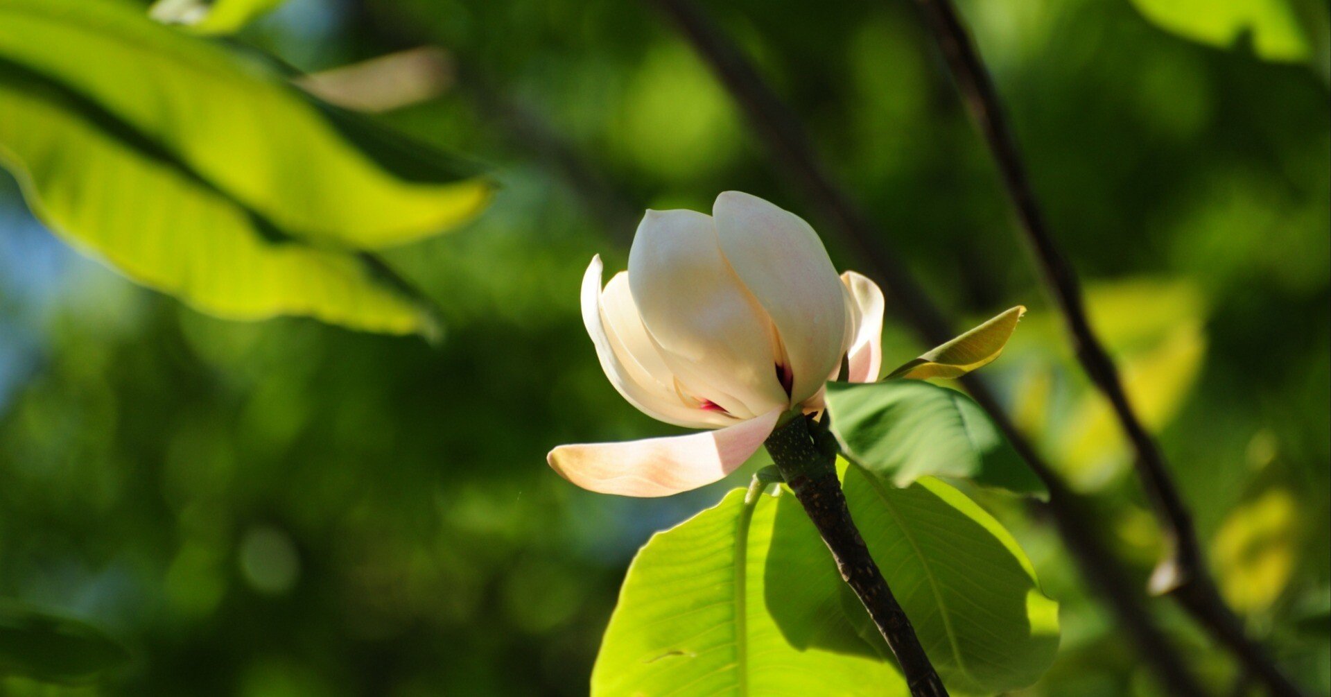 朴の花