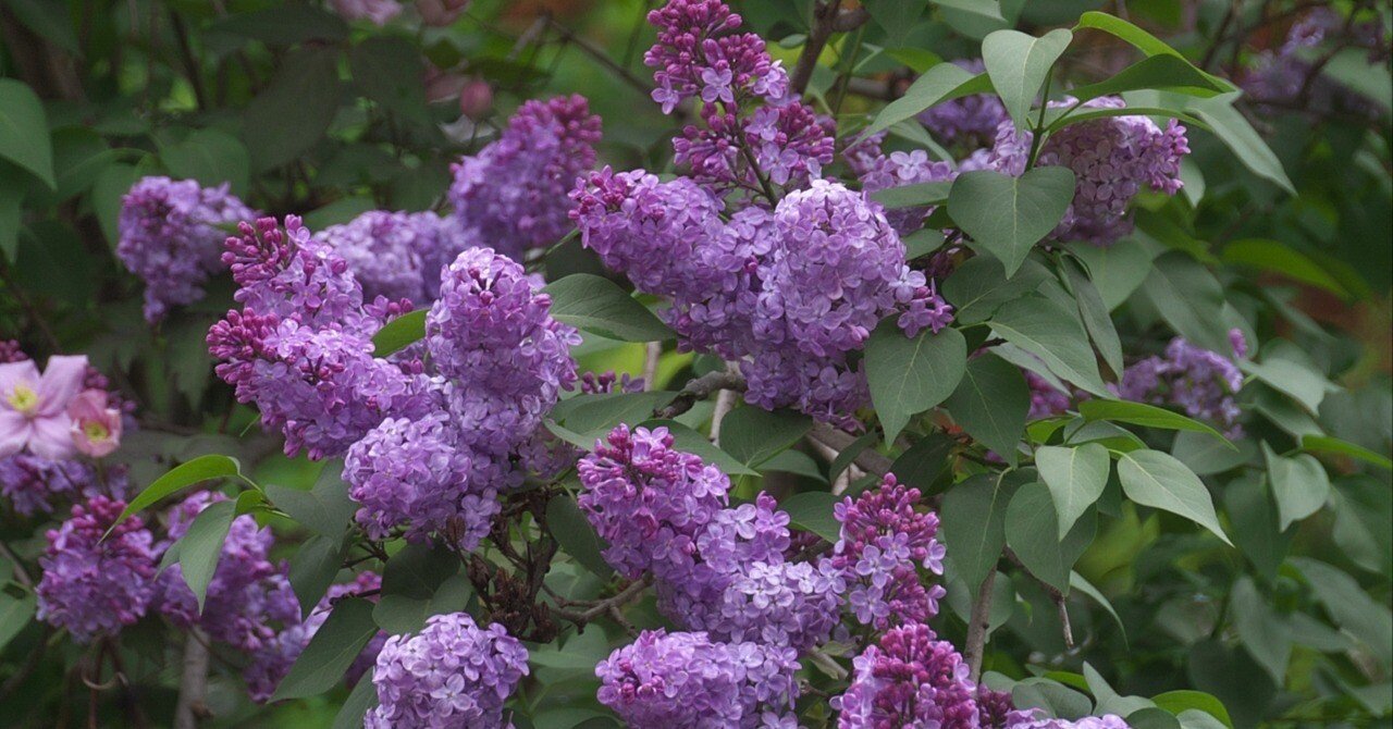 ラフマニノフ「リラの花」