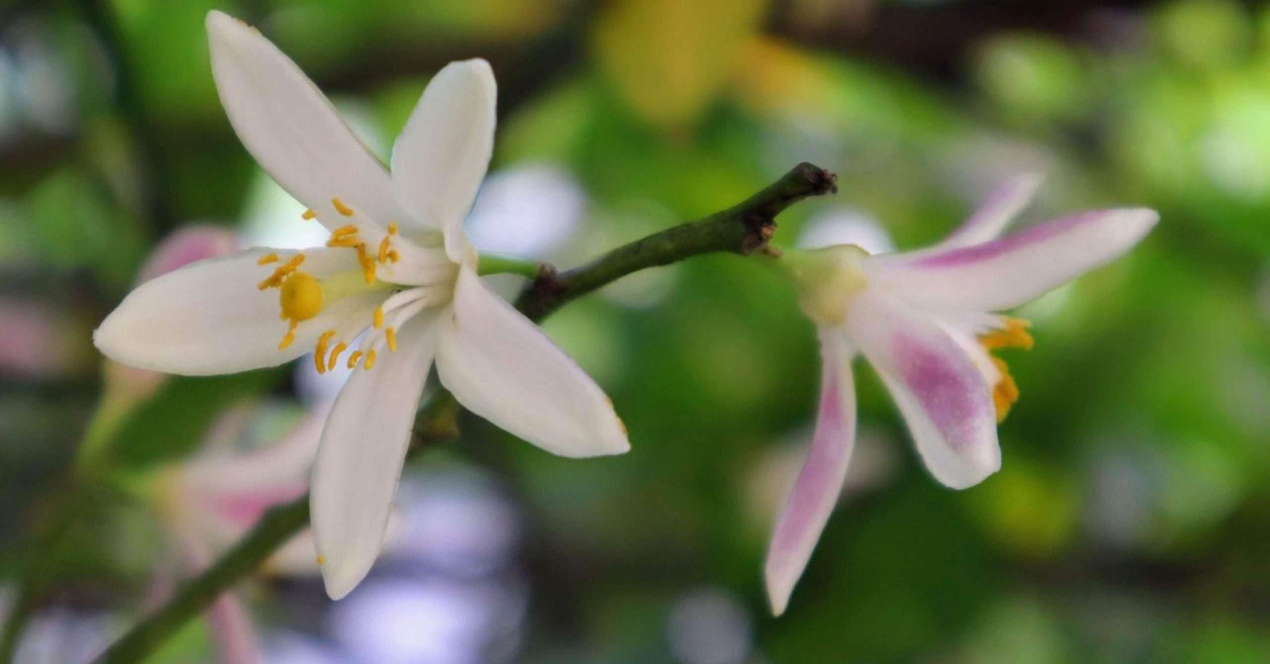 レモンの花の咲く頃