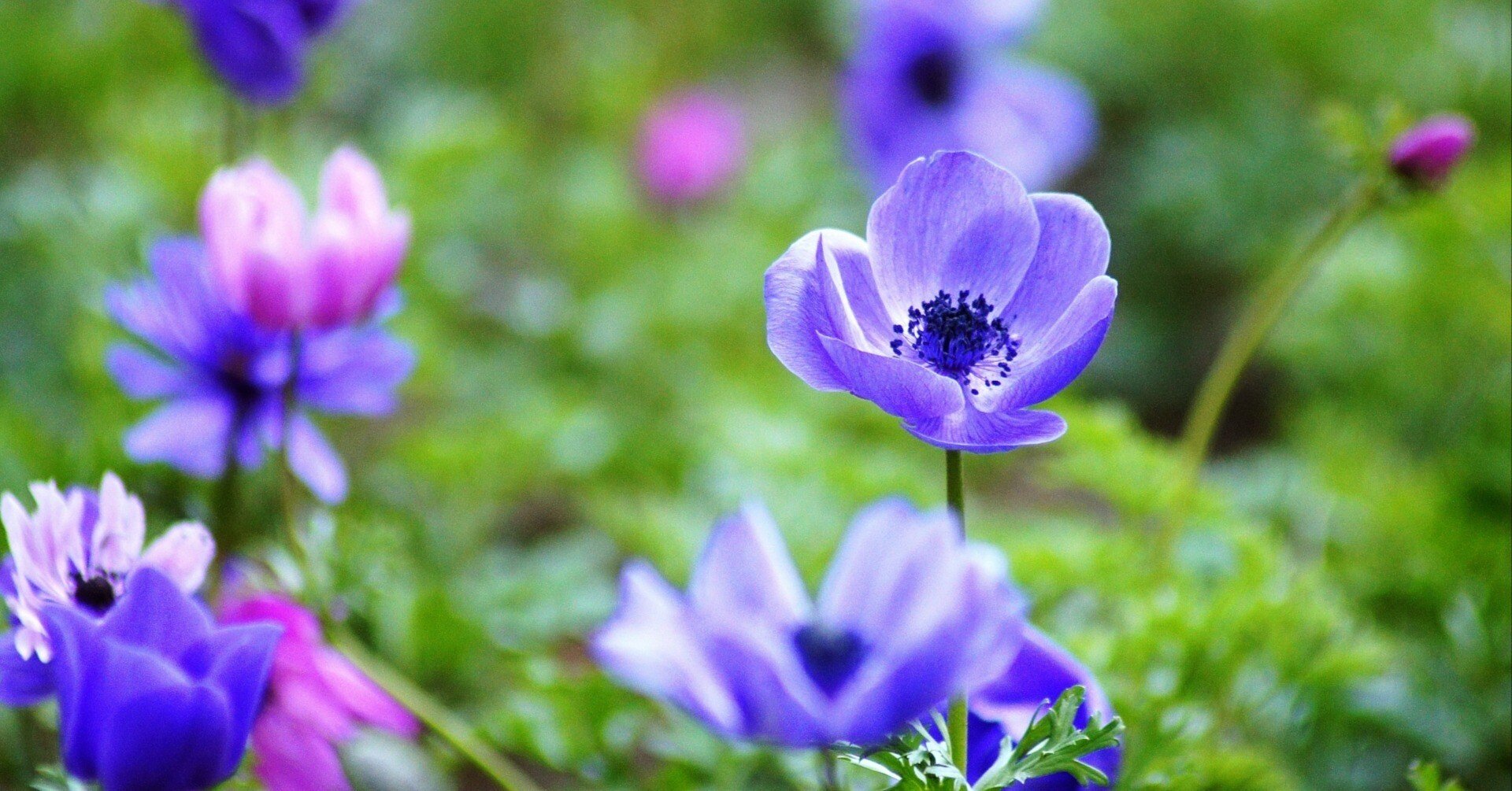 風の花（アネモネ）