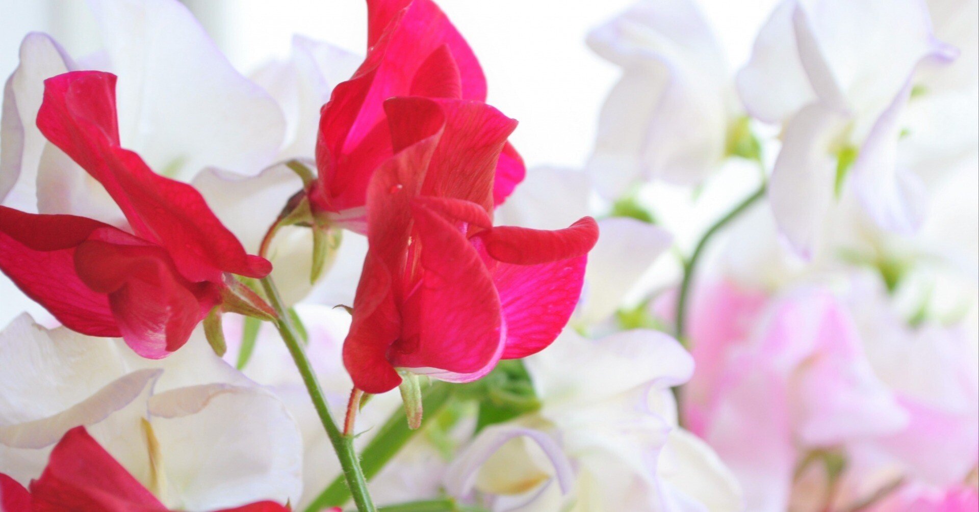 「ひきだしの花」花屋の向こう側