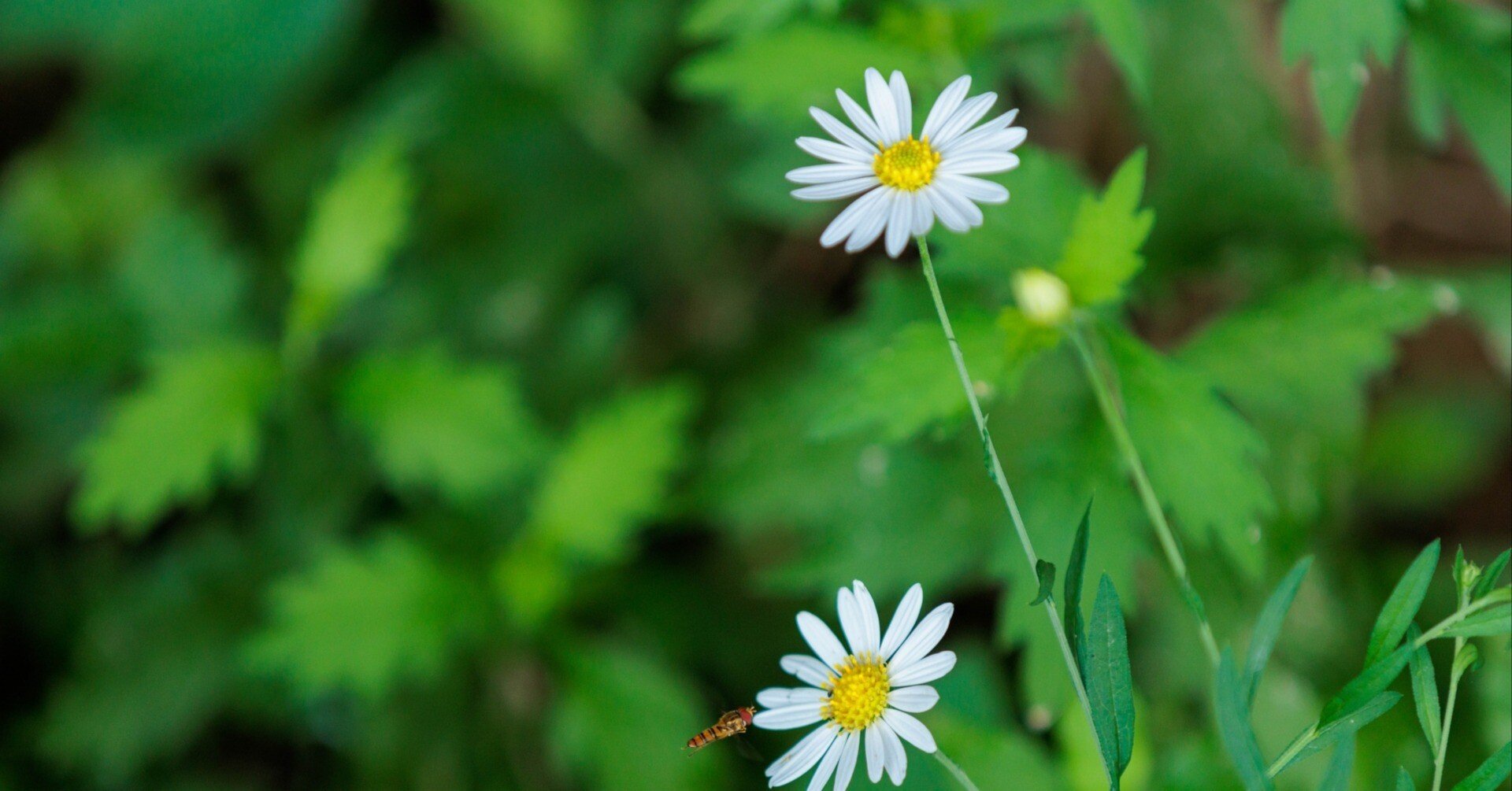 「謙虚とバランス」花屋の向こう側