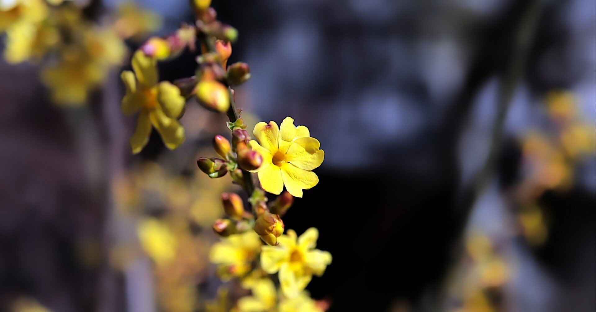 「教えるの語源は「愛しむ」」花屋の向こう側