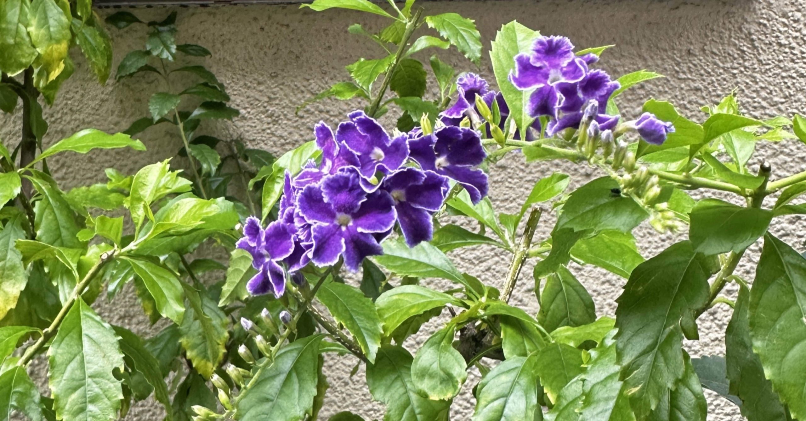 庭に花や木を植えることは、明日を信じること。