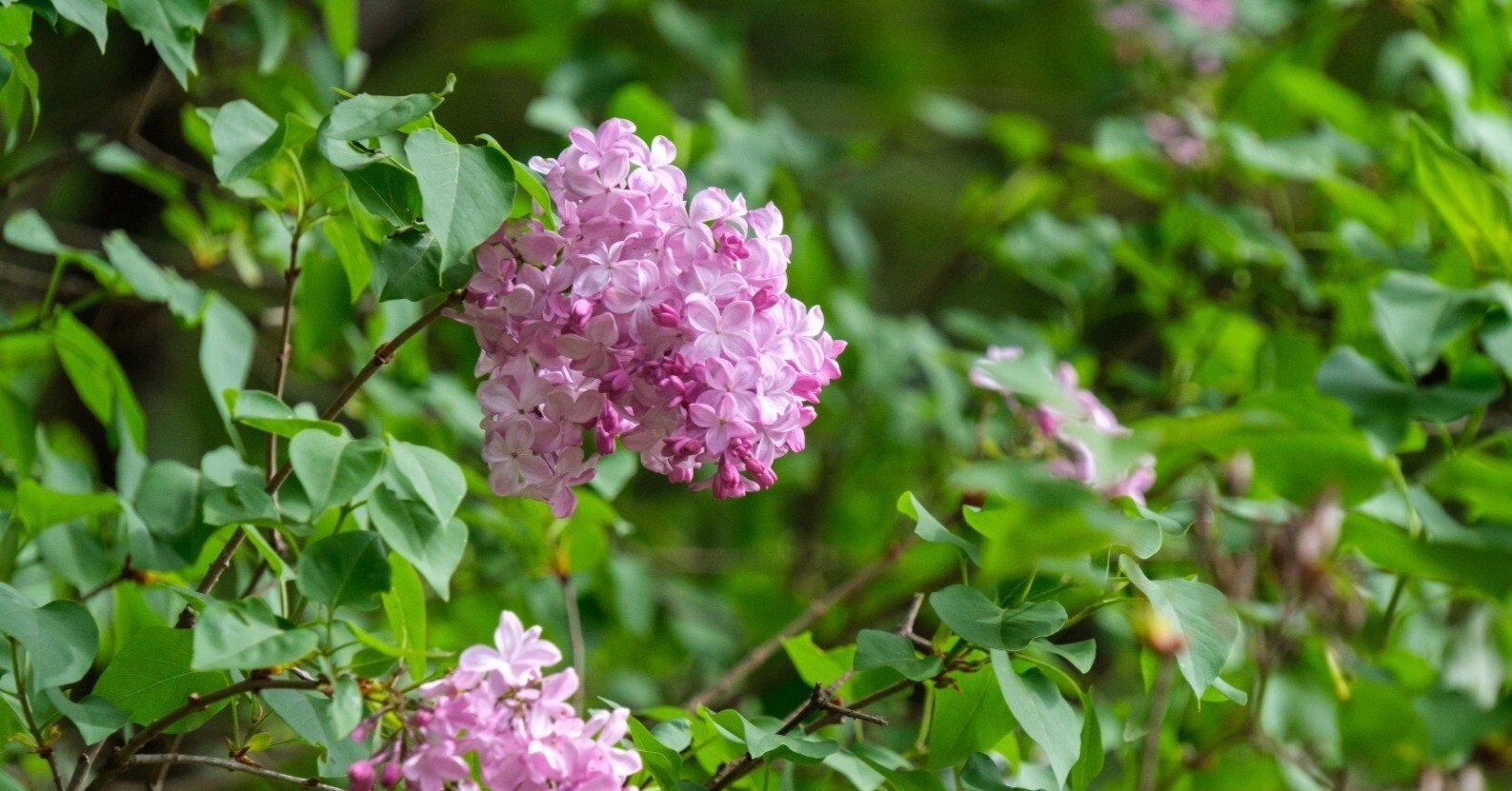 山の花