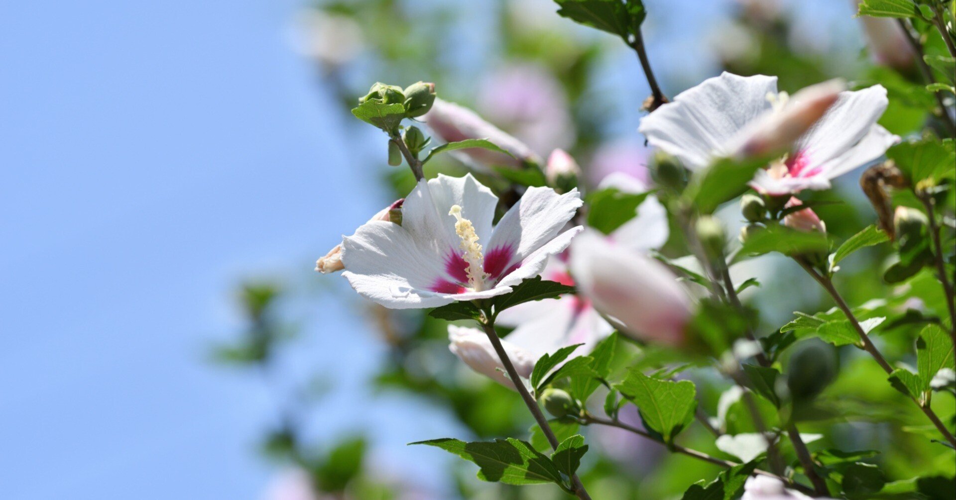 木槿（むくげ）と芙蓉（ふよう）