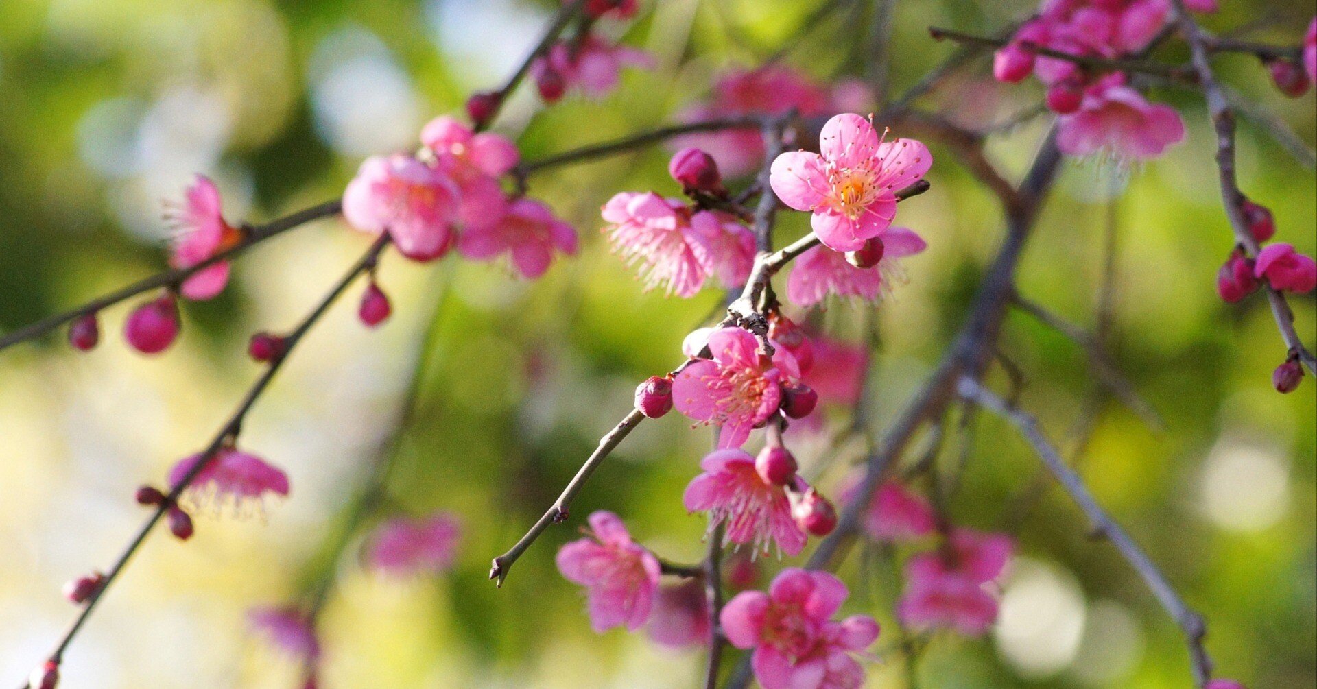 「梅にうぐいす」花屋の向こう側