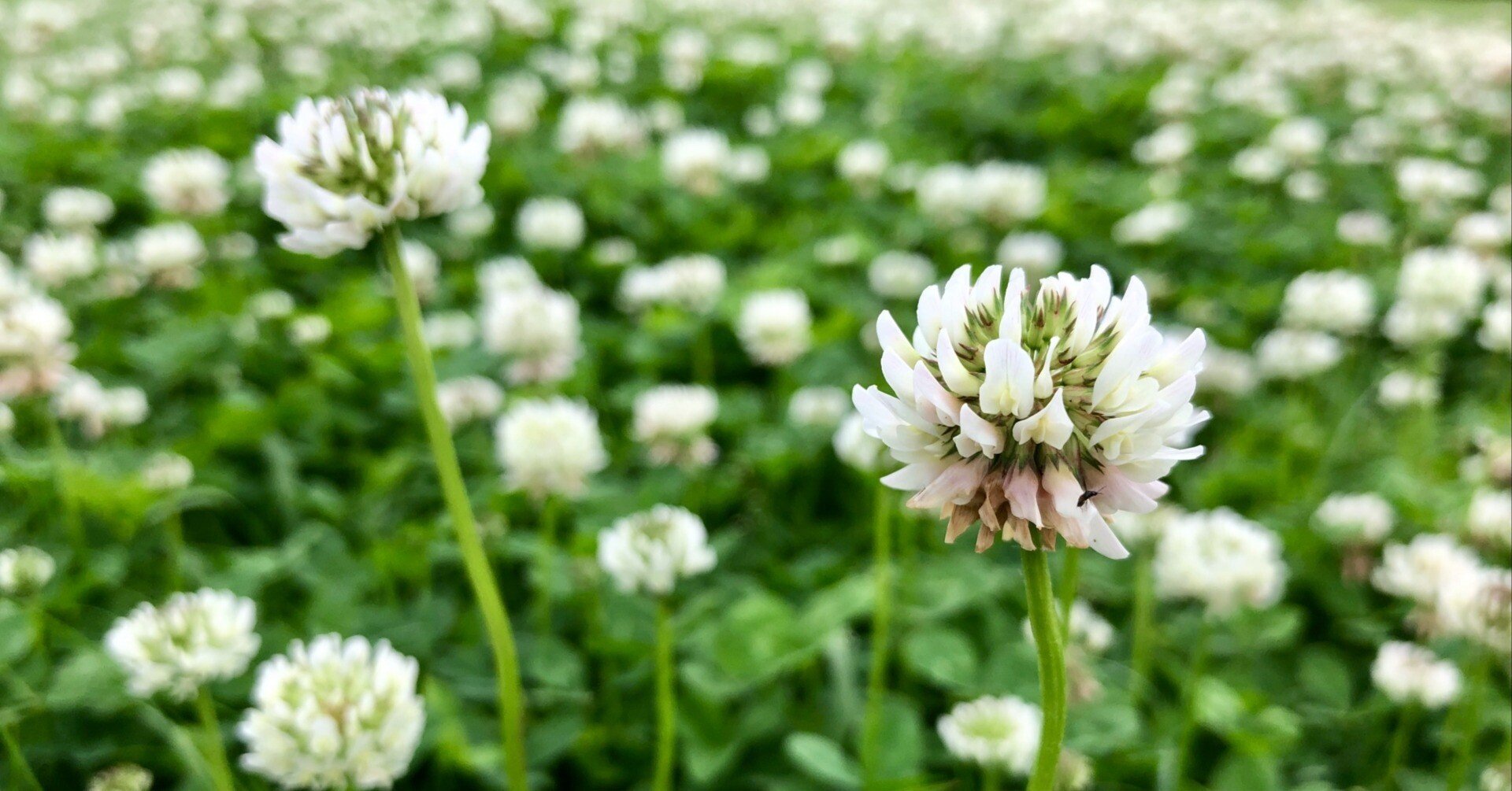 つめくさの花