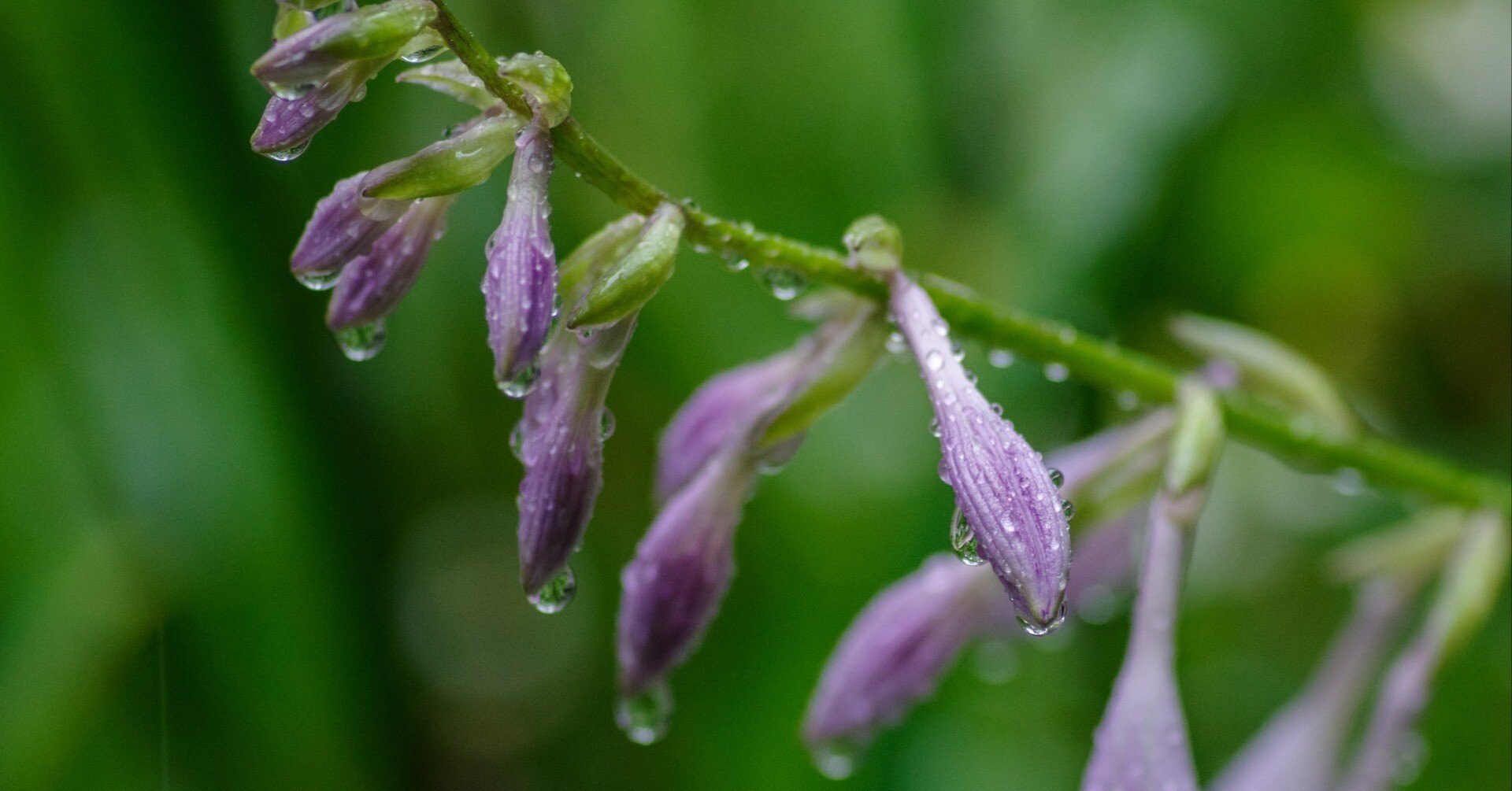 雨降り花