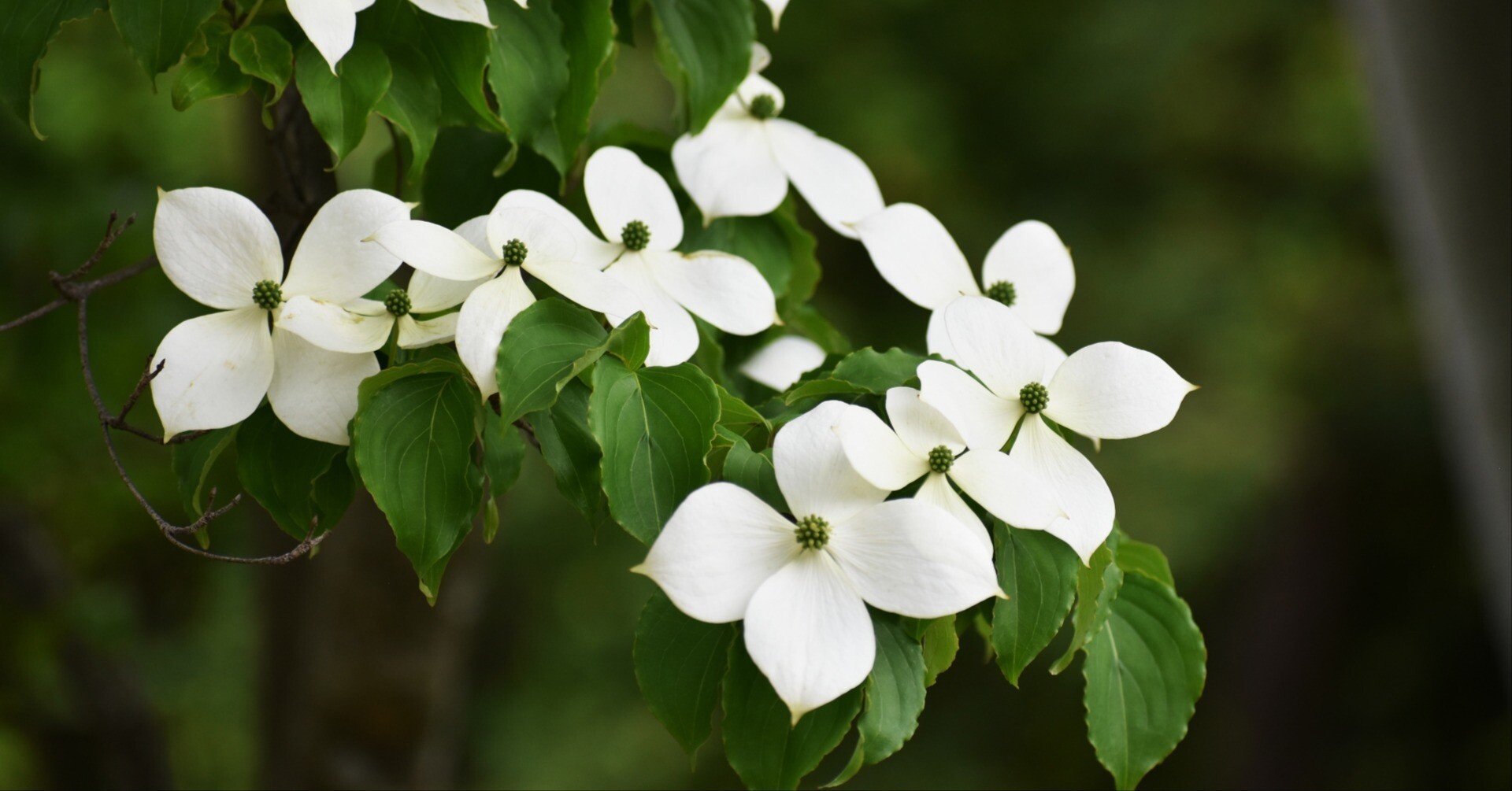 風姿花伝「誠の花」