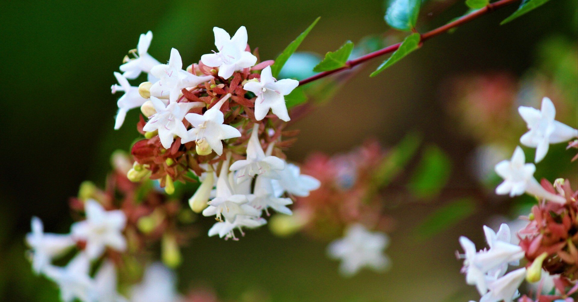 「謙虚な心と思いやり」花屋の向こう側