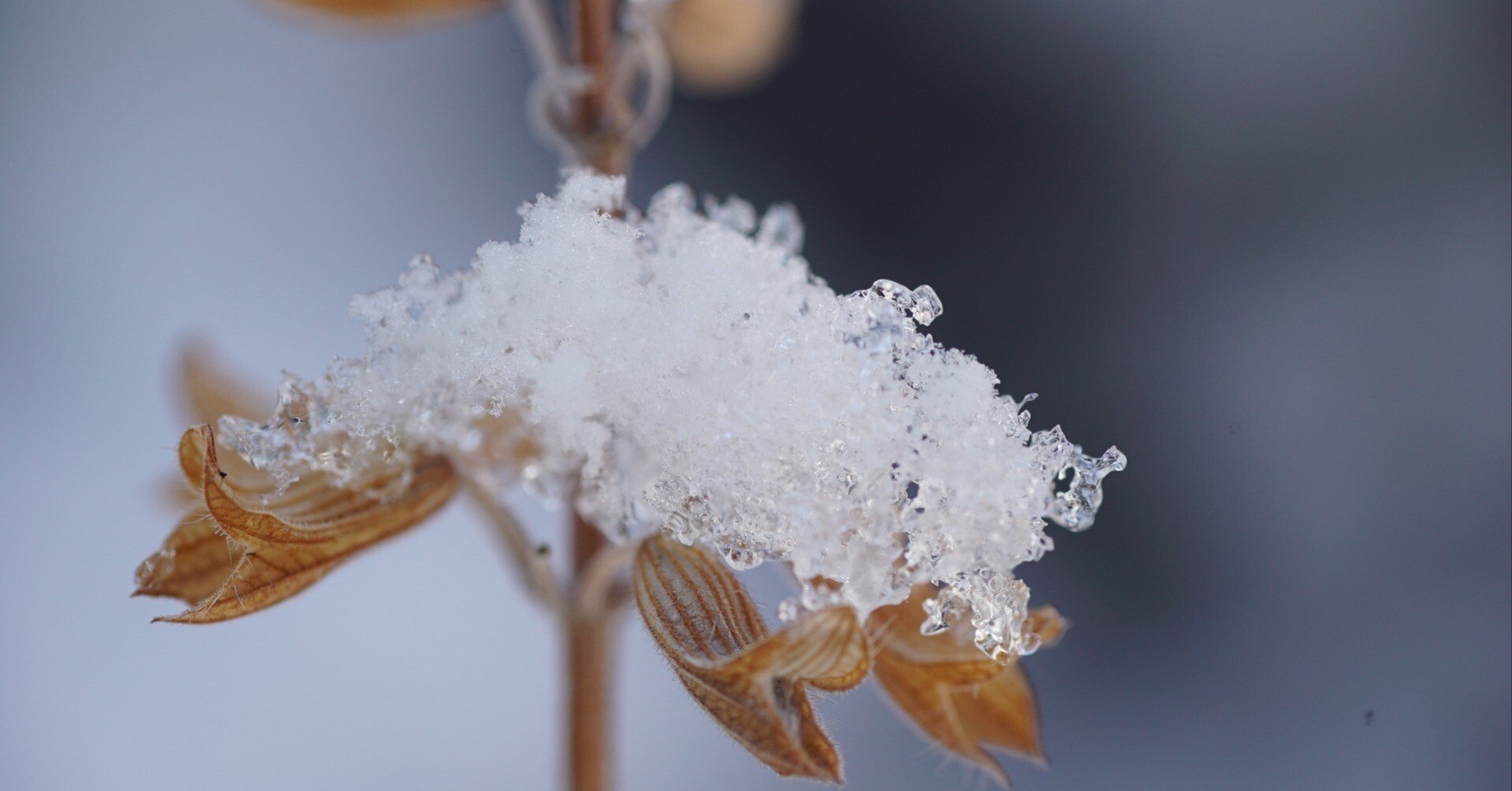 雪の花