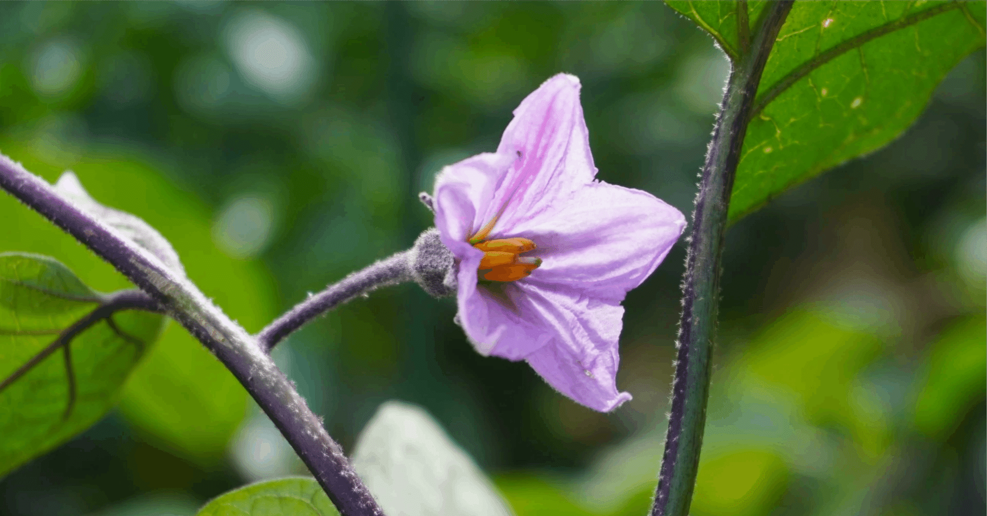 親の意見と茄子の花