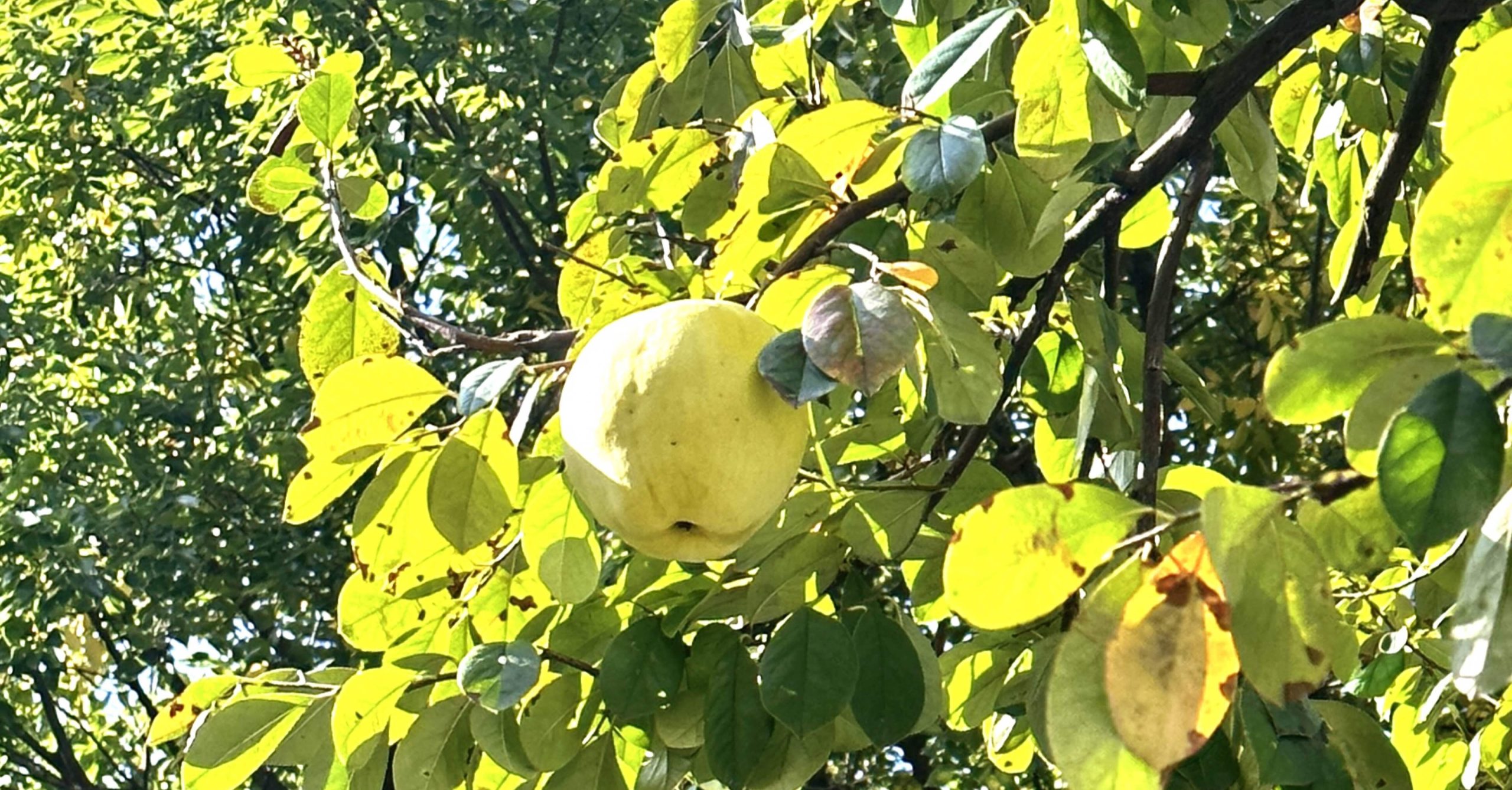 華を去り実に就く