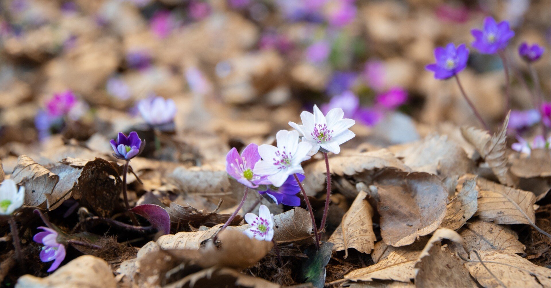 落葉のかなたには春の芽生えが待っている