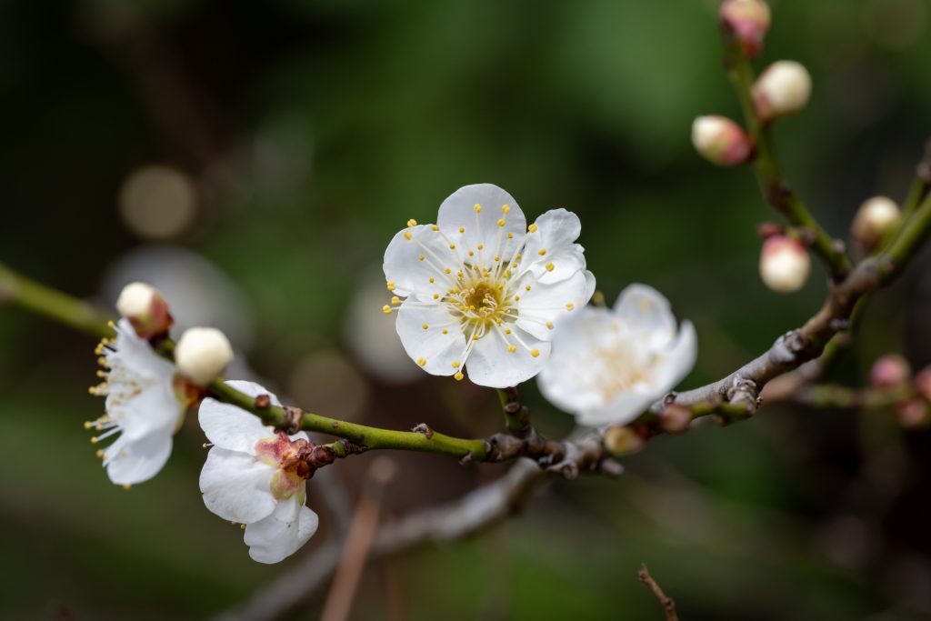 梅の花
