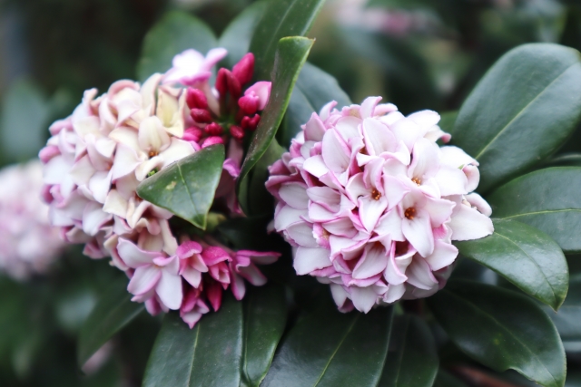 沈丁花（じんちょうげ）　花言葉「永遠」