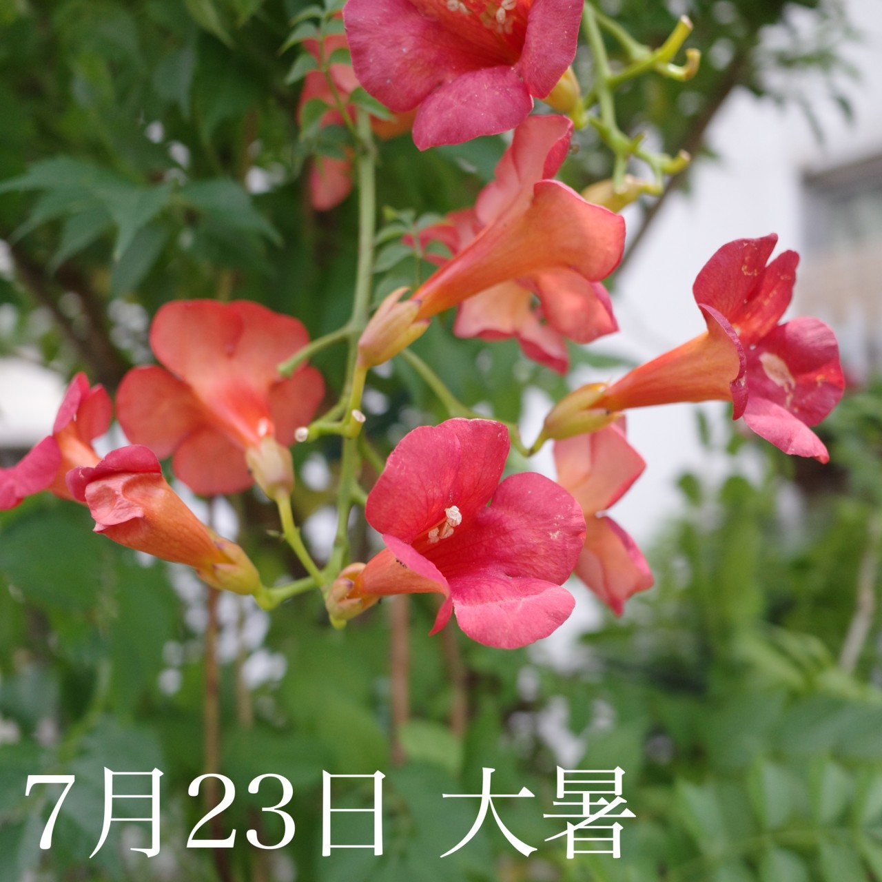 7月23日「大暑」