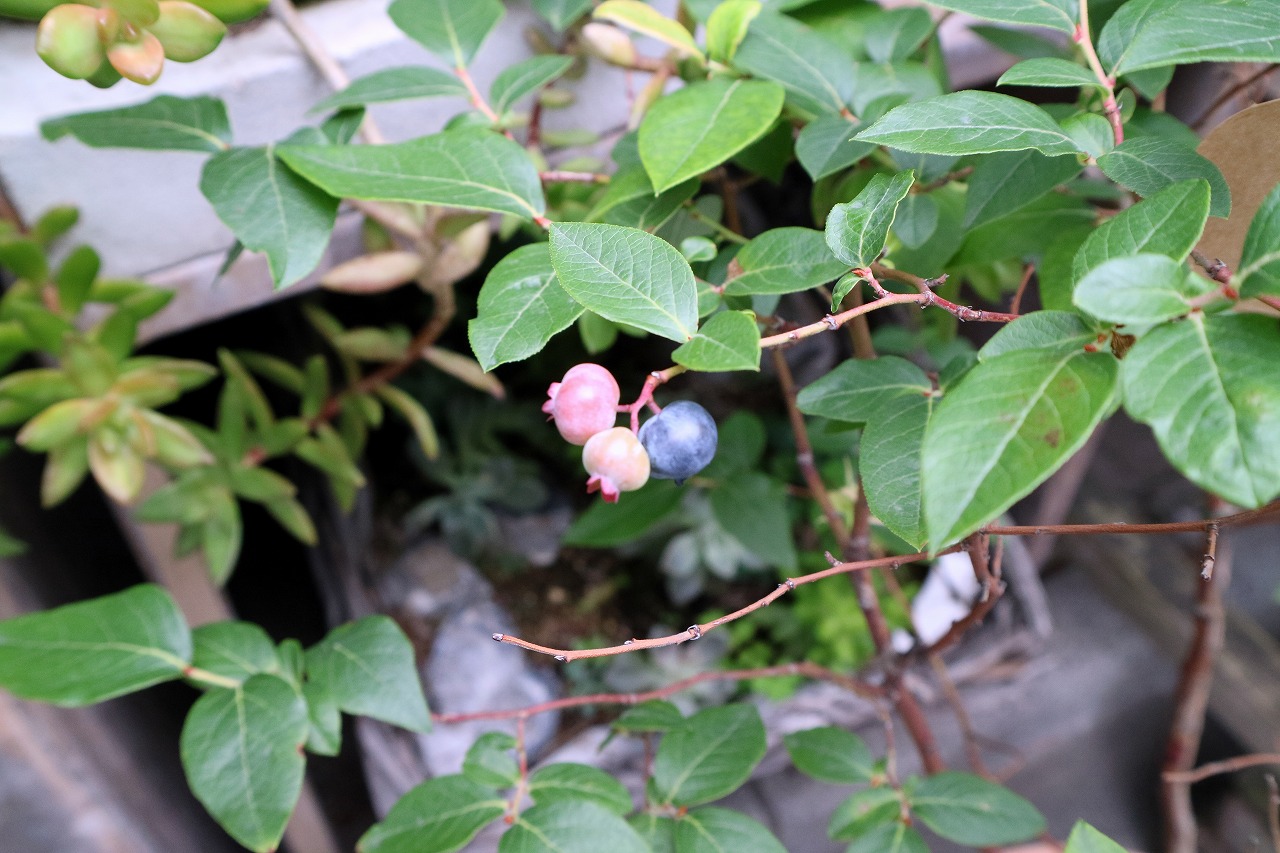 きびしい寒さですが、、春は近づいていますよ～❀