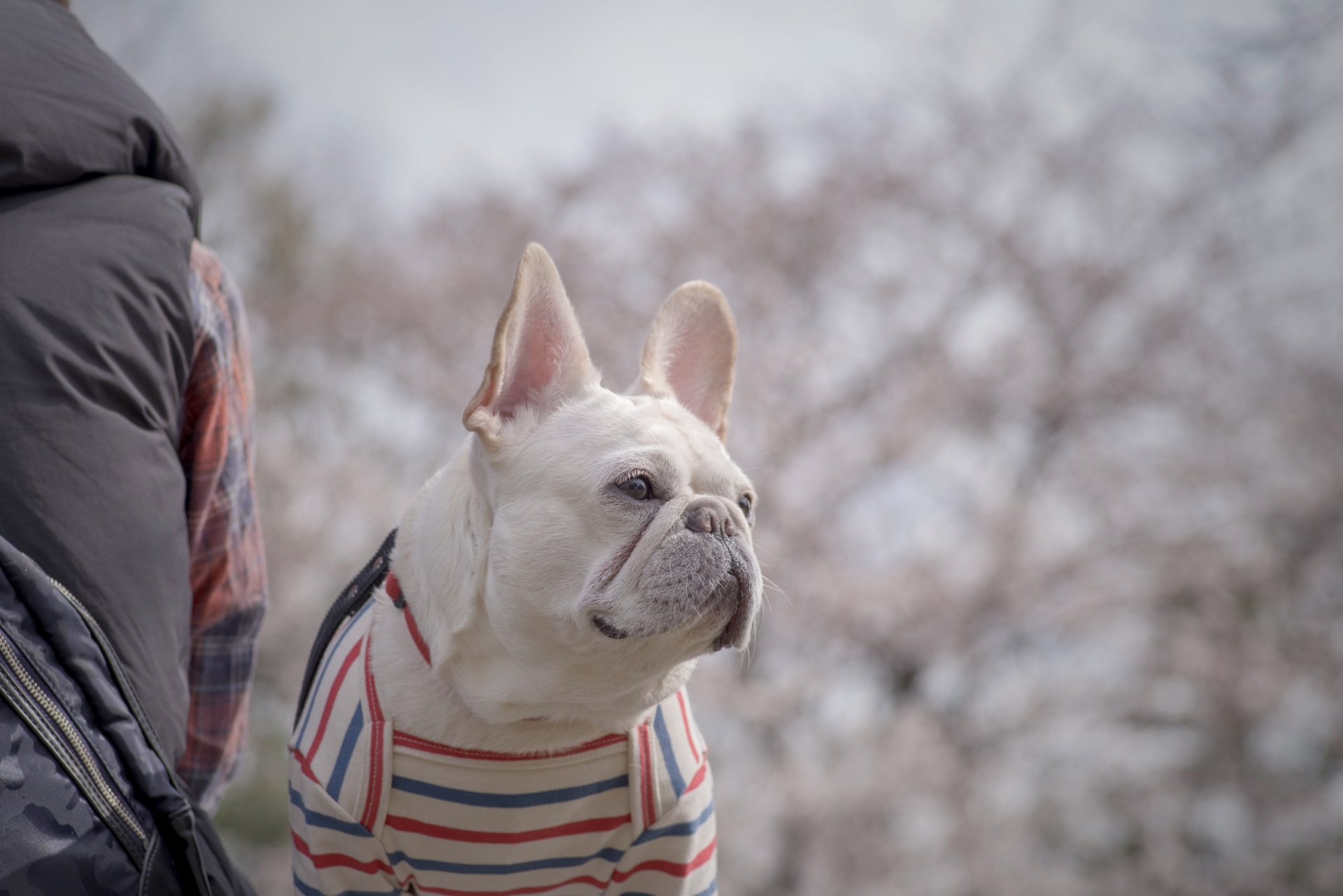 ペットが亡くなったときおのお花の話