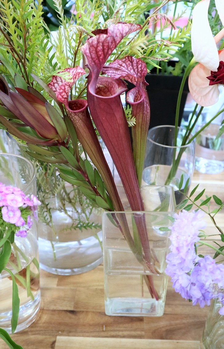 はないも日記③～食虫植物「サラセニア」～